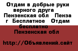 Отдам в добрые руки верного друга . - Пензенская обл., Пенза г. Бесплатное » Отдам бесплатно   . Пензенская обл.
